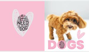 Portrait of a red Havanese dog on a pastel pink and white backdrop