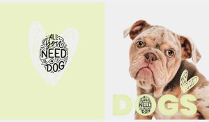 Portrait of a fawn bulldog on a pastel lime and white backdrop