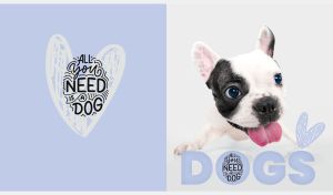 Portrait of a black and white French Bulldog on a pastel gray and white backdrop