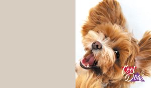 Close-up portrait of a joyful Yorkshire Terrier on beige and white