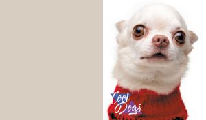 Close-up portrait of a Chihuahua in a red sweater on beige and white
