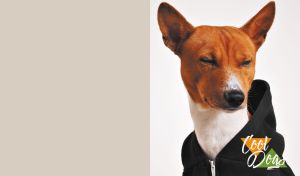 Close-up portrait of a cool Basenji dog in a hoodie on beige and white