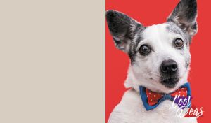 Close-up portrait of a Rat Terrier wearing a vibrant bow tie on red and beige