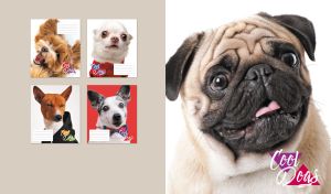 Close-up portrait of a funny pug with its tongue out on beige and white