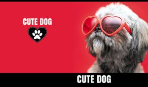 Close-up of a shaggy Shih Tzu wearing sunglasses on a red backdrop