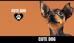 Close-up of a cute Miniature Pinscher looking up on a brown-ocher backdrop