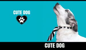 Close-up of a handsome whippet dog wearing a necktie on a sky blue backdrop