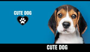 Close-up of a charming beagle puppy with expressive eyes on a navy blue backdrop