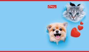 Adorable cat and dog peeking through light blue wallpaper with red hearts