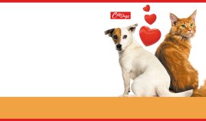 Adorable dog and cat sitting together against a white wallpaper with red hearts