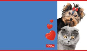 Yorkshire terrier and Scottish Fold pose against a blue and white wallpaper