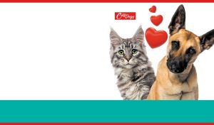 Maine Coon and German Shepherd pose against a teal and white wallpaper