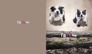 Joyful border collies in mid-leap above a log on a light brown backdrop