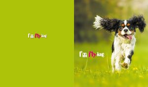 Cavalier King Charles Spaniel running on grass on a lime green backdrop