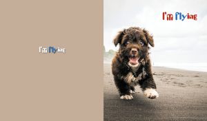 Joyful Yorkipoo puppy running on a sandy beach on a pastel brown backdrop