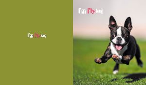 Joyful Boston Terrier jumping over on grass on an olive backdrop