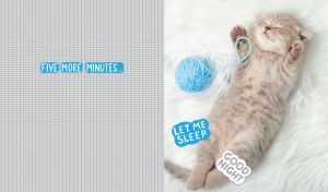 Sleeping kitten on a fur blanket on a pastel grey knitted texture backdrop