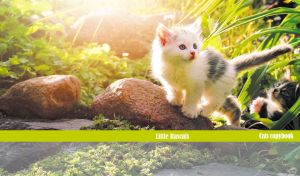 Little rascal kittens frolicking on rocks and grass in the sunshine