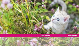 Little rascal kitten frolicking on a green meadow with pink wildflowers