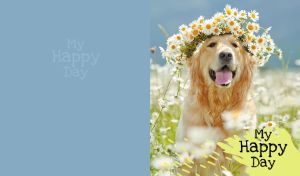 Golden retriever with a daisy crown enjoys a happy sunny day on pastel navy