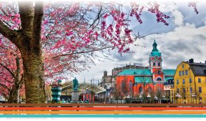 Alley of pink spring trees by a statue in the town square in Stockholm